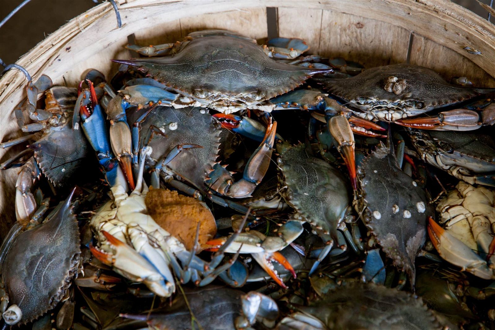 Crabs In A Bucket Mentality